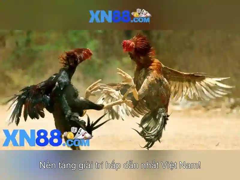 xn88: Tổng quan về nền tảng giải trí và cược trực tuyến